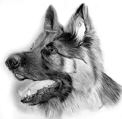 Retrato a lapiz de pastor alemán Axel de Asturias