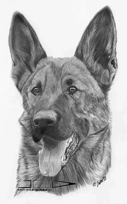 Retrato de pastor alemán de trabajo