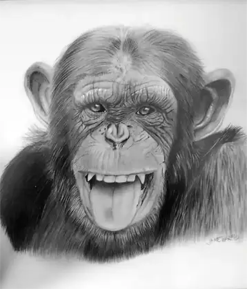 dibujo de chimpance
