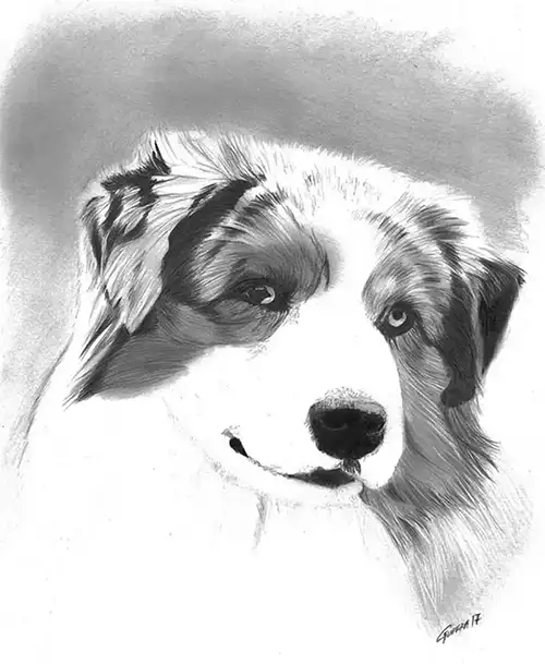 border collie