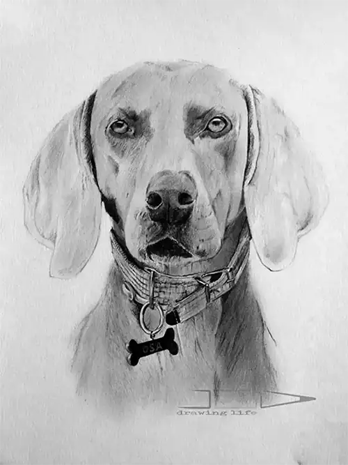 dibujo de perro raza Braco de weimar