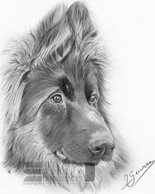 dibujo cachorro pa