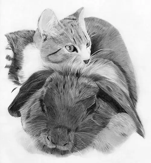conejo y gato
