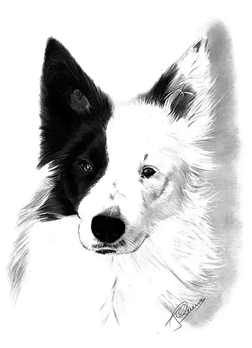 border collie dibujo