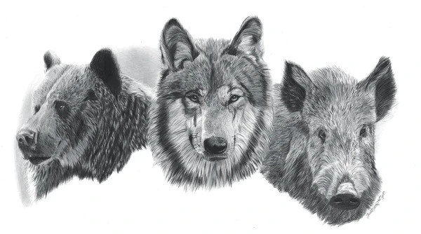 Dibujo con lápiz de grafito de jabali, lobo y oso