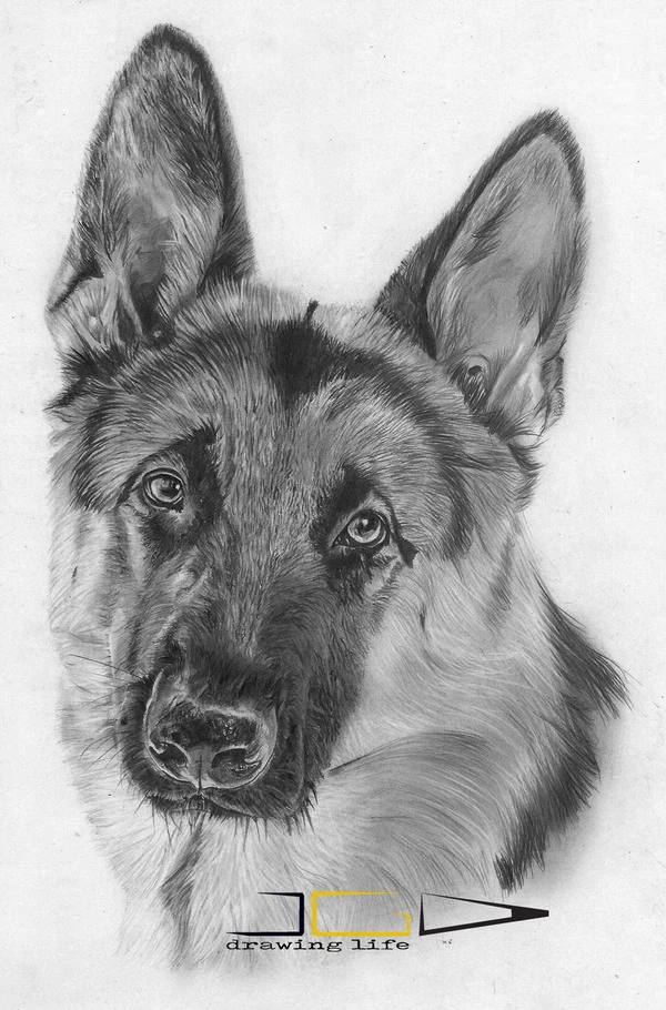 Dibujo de perro pastor alemán