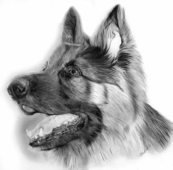 Dibujo de perro de raza pastor Alemán