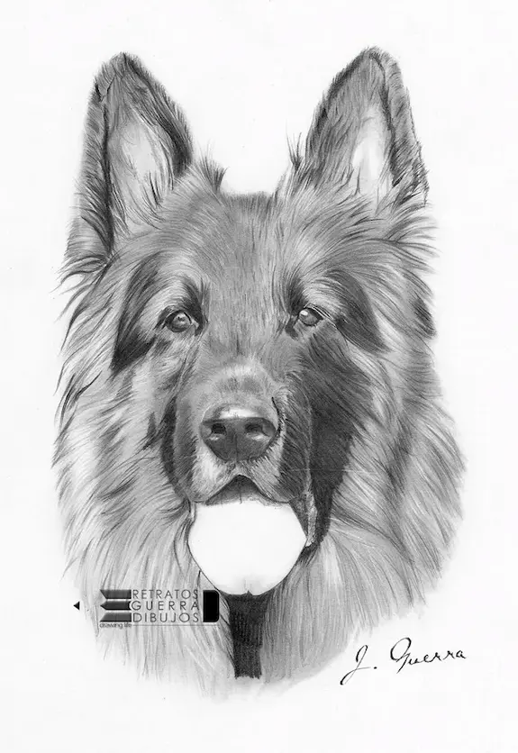 Retrato a lápiz de cabeza de pastor alemán