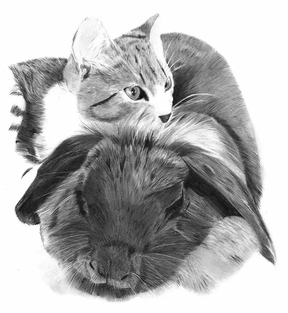 Dibujo de gato y conejo
