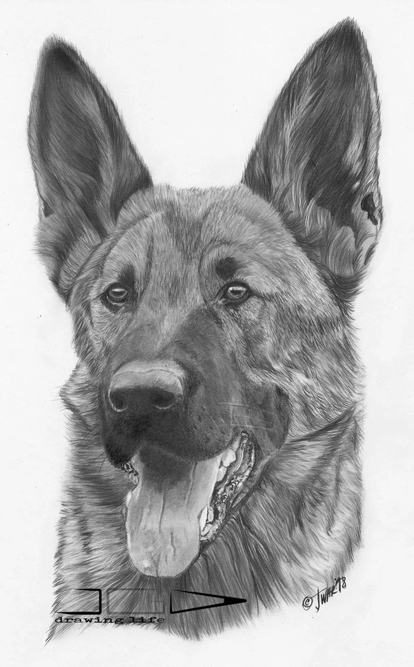 Retrato de pastor alemán de trabajo