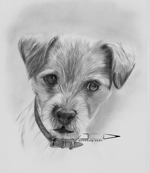 Retrato a lápiz de Romo un perro