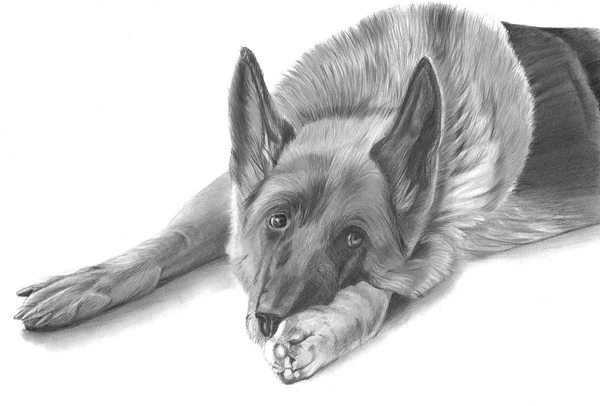 Detalle del proceso del retrato a lápiz de un pastor alemán