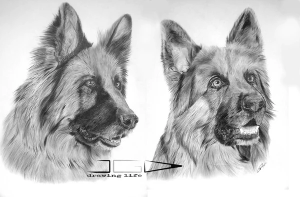 Retrato a lápiz de dos cabezas de pastor alemán