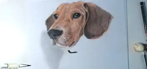 Dibujando el retrato a lapiz de color de un perro de raza Beagle